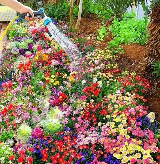 Buy Varieties of Flower Seeds (Pack of 100) And Get Plant Growth Supplement Free - Fleur O'essence
